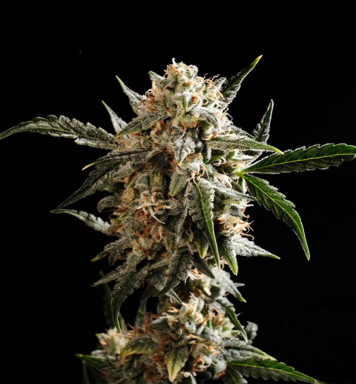 GAS CAKE